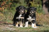 BERGER AUSTRALIEN PUPPIES 156